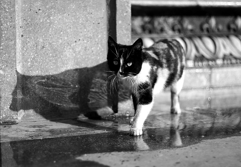 Мокрыми лапами... кот...отражение.. вода..