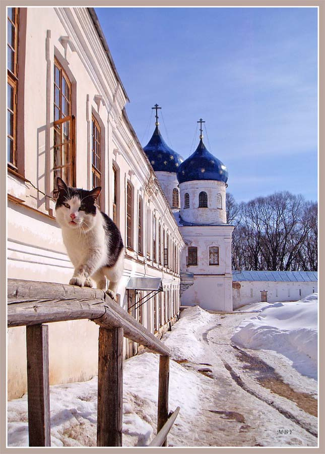Неулыбка чуть чеширского кота. Великий Новгород, Кот