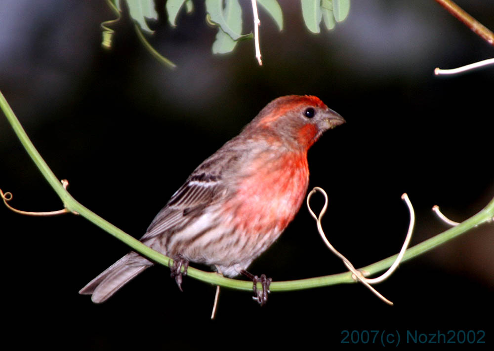 House Finch 