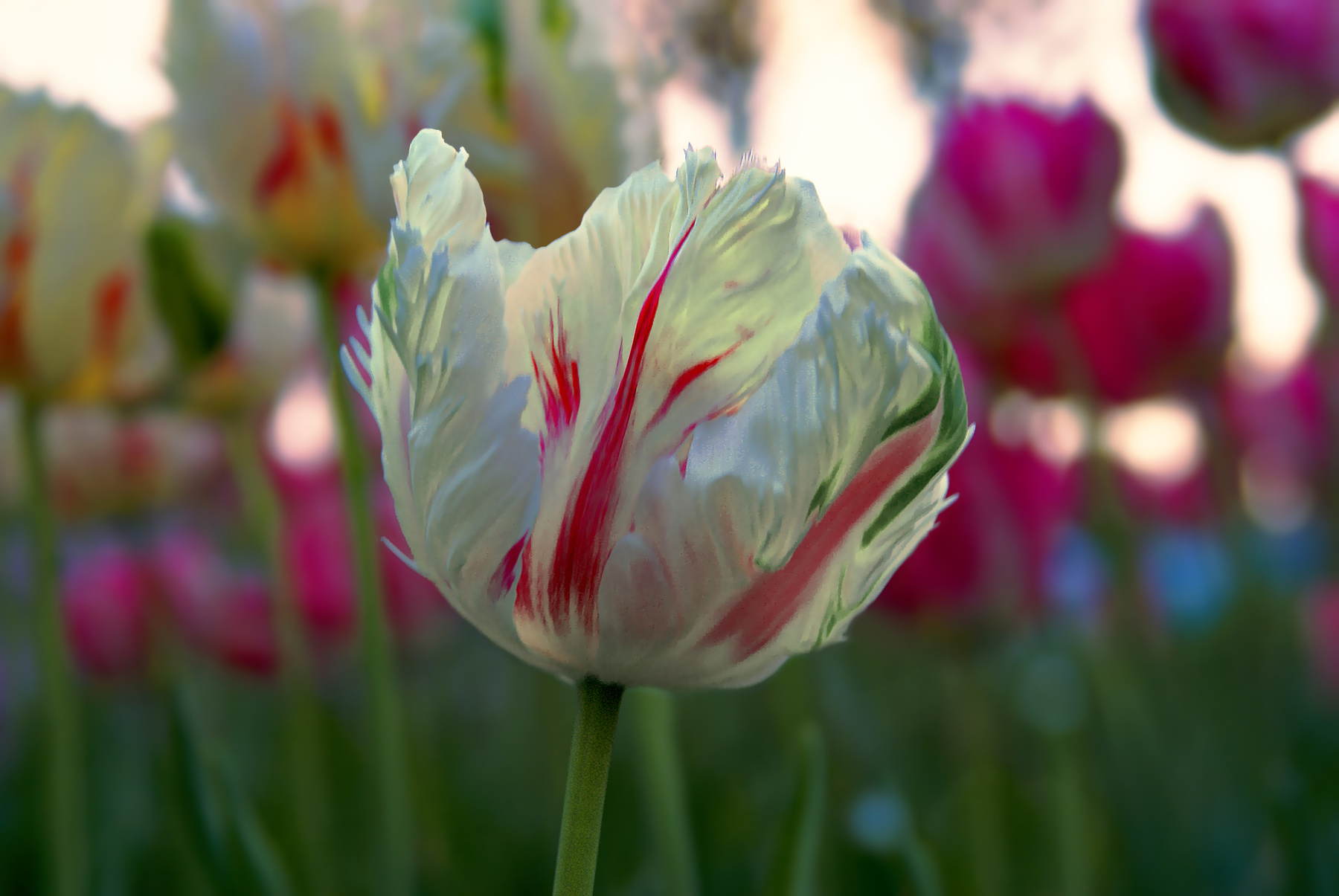 Скульптура цветка цветы природа вечер весна тюльпан tulips тюльпаны май