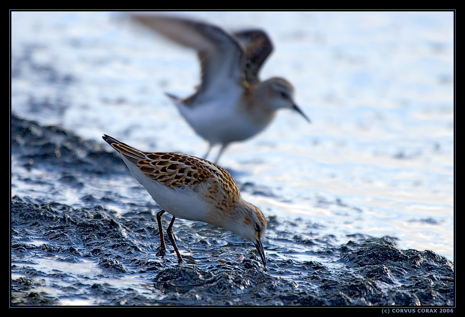 Кулик-воробей. 2 - На зарядку и завтракать! Кулик-воробей (Calidris minuta)