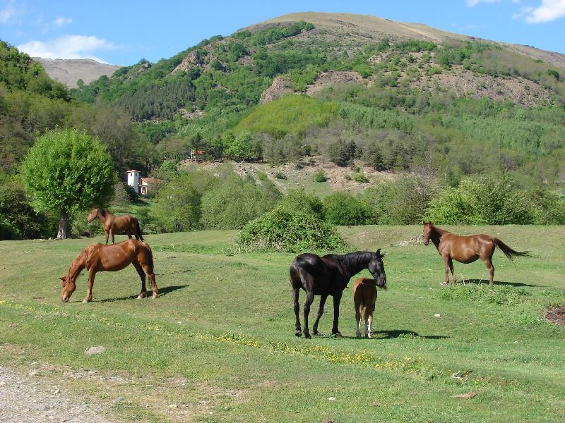 лошадки 