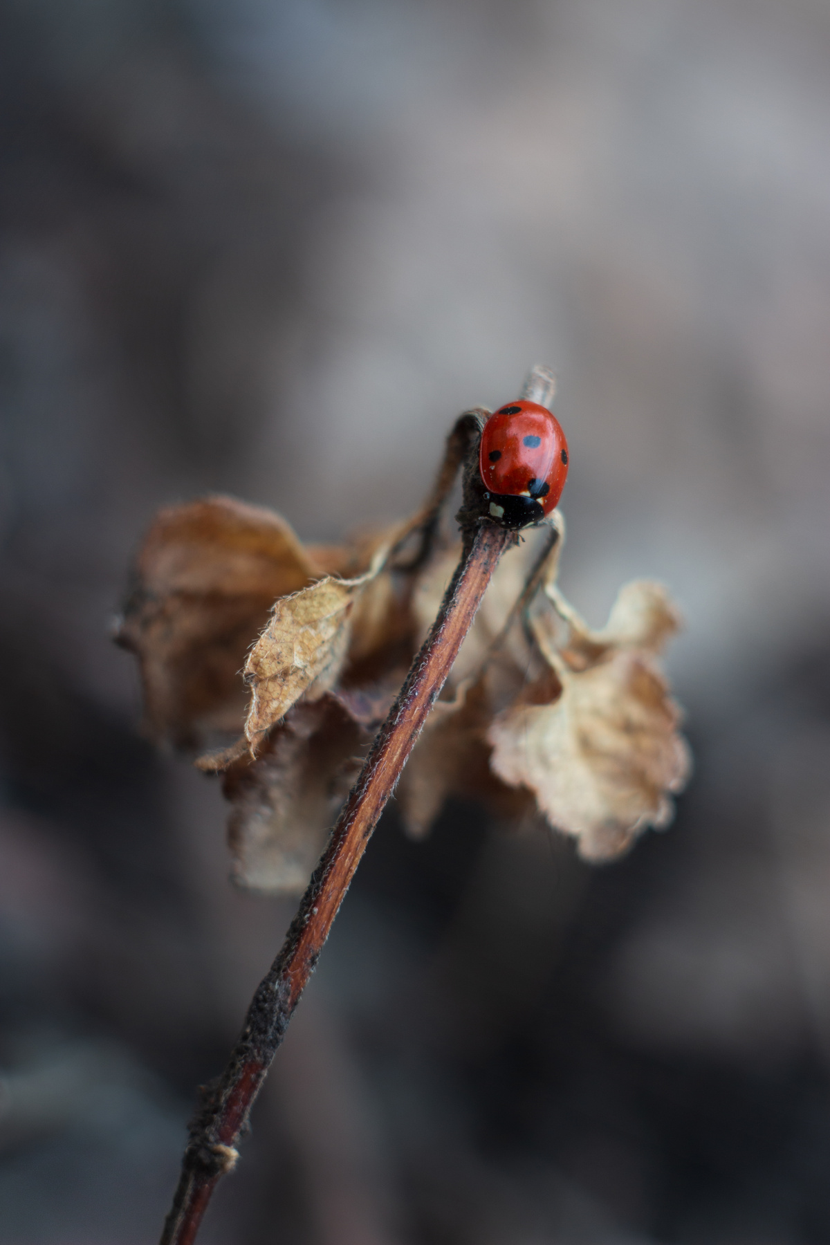 Весеннее спокойствие magic ladybug ladybird garden outside insect up red withered brown grey gray leaves plant dry spring весна сухой божья коровка сад dark