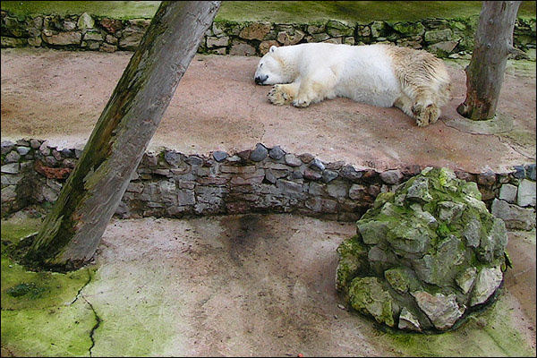 zoo bear