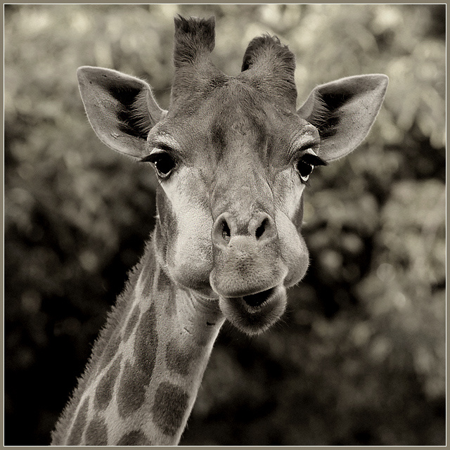 А чевой-то вы тут делаете, а? жираф Giraffa camelopardalis