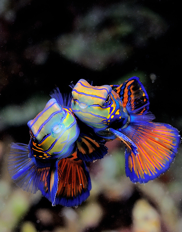 Fish Love. 