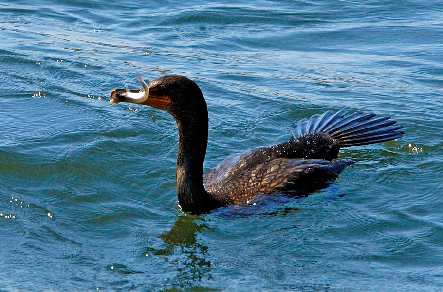 Удача Ушастый баклан, Phalacrocorax auritus, Болса Чика, Double-crested Cormorant, Bolsa Chica, California