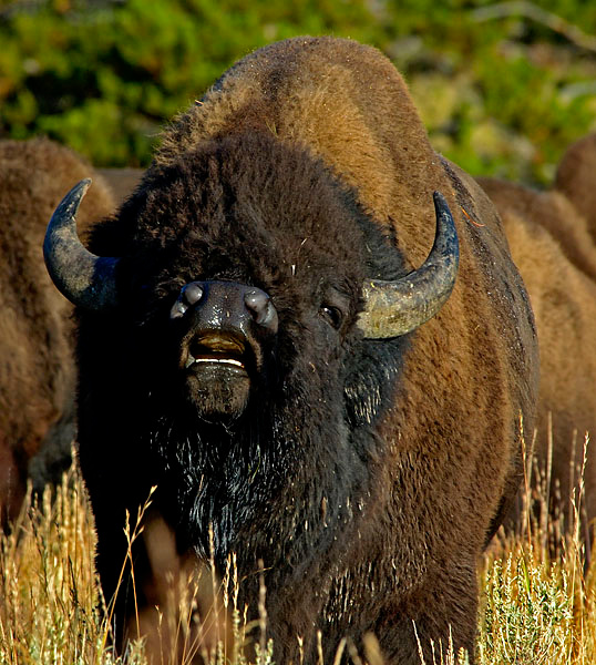 Зов Бизон, Bison