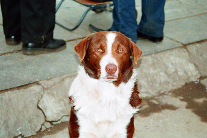 Рыжая собака рыжая, собака, red, dog, парк, park, Москва, Царицыно, Moscow, Tsaritsyno