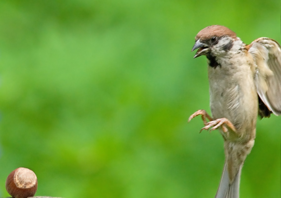 FIFA-2006 Полевой воробей, Tree Sparrow, Passer montanus, футбол, FIFA-2006