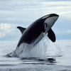 Killerwhale