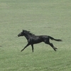 lenok5