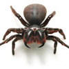 Gradungyl