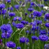 knapweed