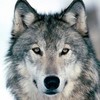 WOLF NORD