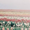 marchn