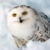 PolarOwl