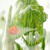 viride-nitens