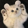 бродячий кот