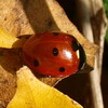 Buviro
