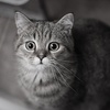 Shadow_photo