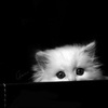 CatSPb