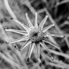 MertNatur