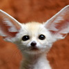 fox-patrikeevna
