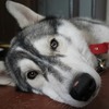 Dmitry_D