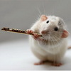 The Rat