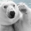interbear