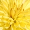 A.Savel`eva