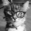 gato-sabio