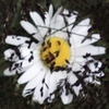 romashka18