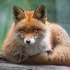 foxxyyy