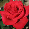 nice23