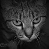Clay_Cat