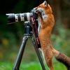 Fox022