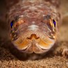 fishportrait.pro