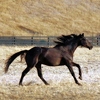 Makо