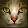Кошка.RU
