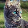 katzengrau