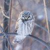 den-photobird