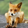 ElenFoxx