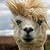 Llama