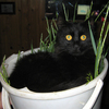 cat-basilic