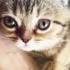 Cat Power