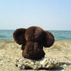 Александр Кочубей