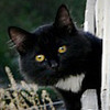 paul_bure
