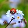 flower85
